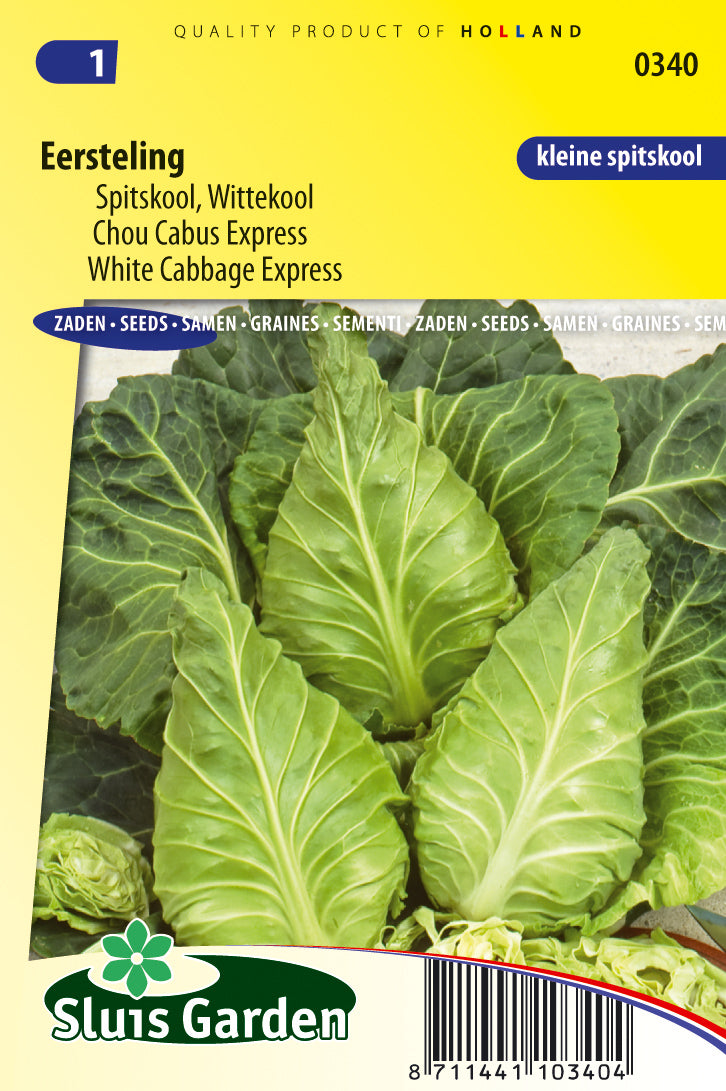 Cabbage white Eersteling