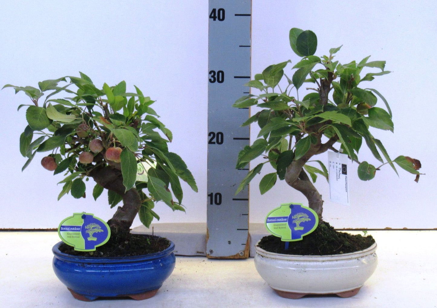 بونزاي تفاح