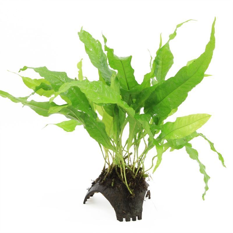 3-gaats cocosnoot with microsorum