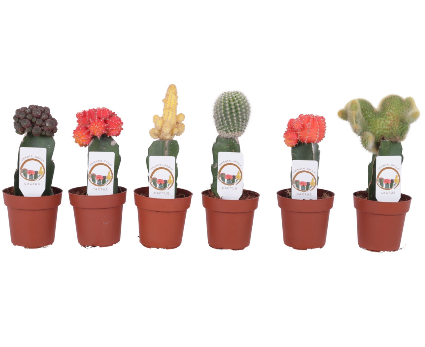 Cactus mixed Ø8,5cm حبة