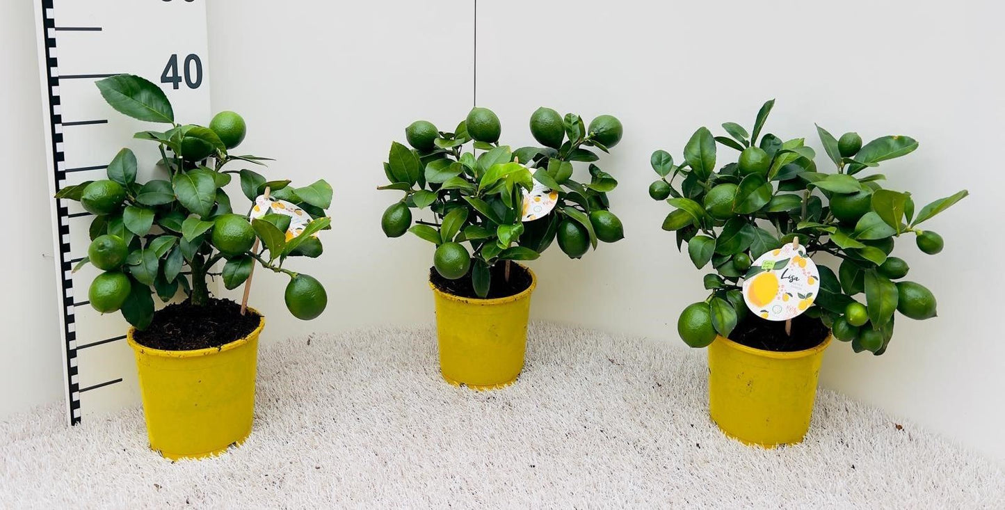 حبة ليمون ميار منتج صغير