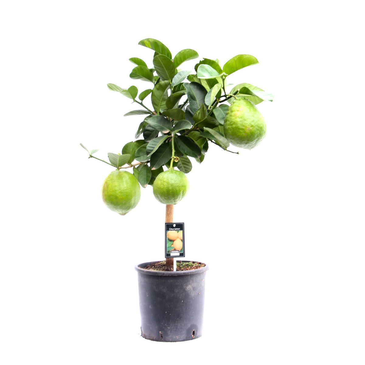 Citrus Maxima ليمون مكسيما