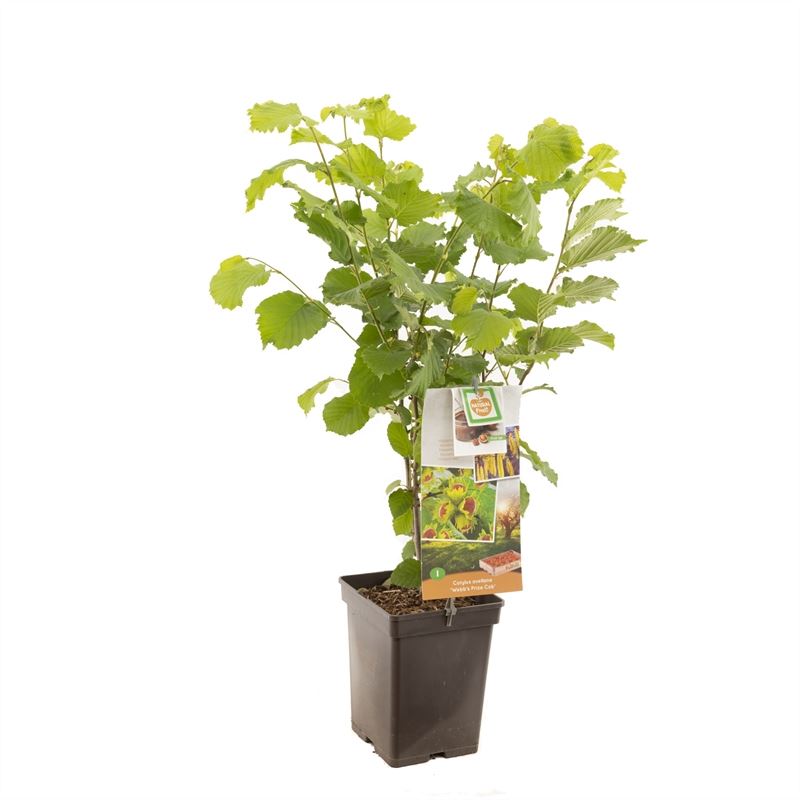 Corylus avellana بندق أخضر