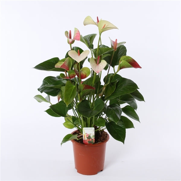 Anthurium "Fantasy Love" 7 Flowers أنثوريوم "فانتاسي لوف" 7 أزهار
