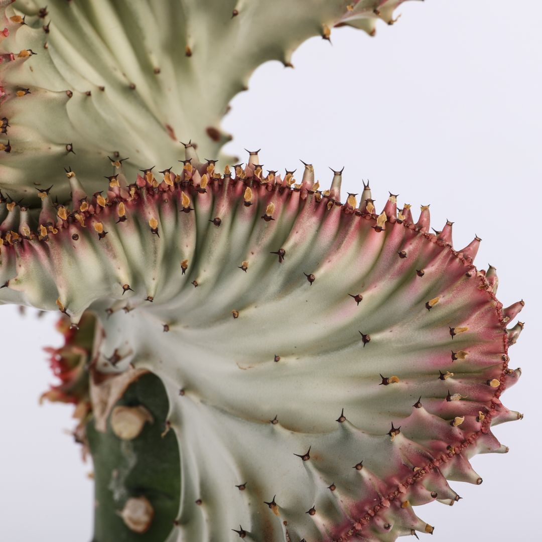 Euphorbia lactea cristata يوفوربيا لاكتيا كريستاتا