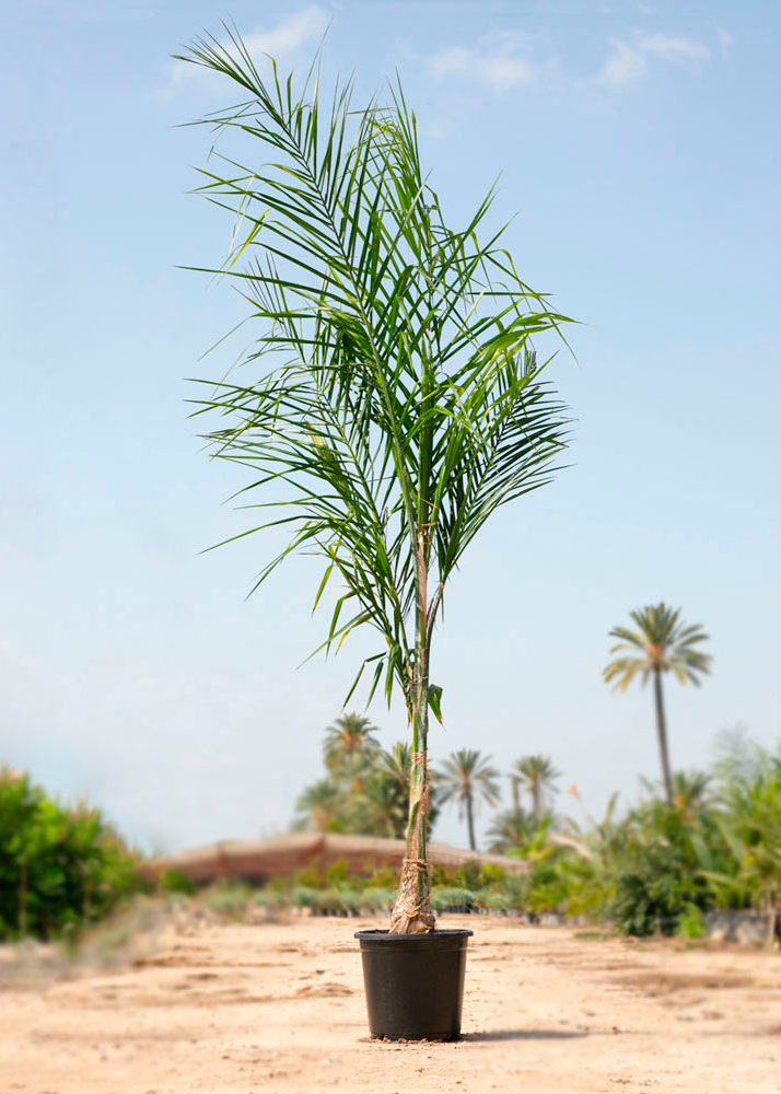 Syagrus romanzoffianum نخلة الملكة