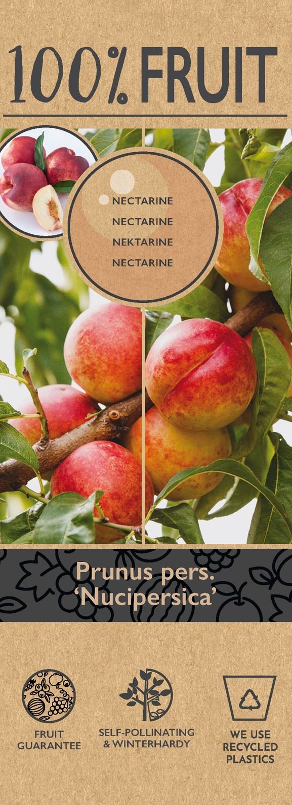 Nucipersica nectarine- خوخ نكترين