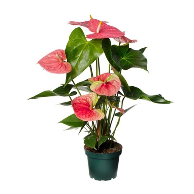 Anthurium Colorado 17cm أنثوريوم كولورادو ١٧سم