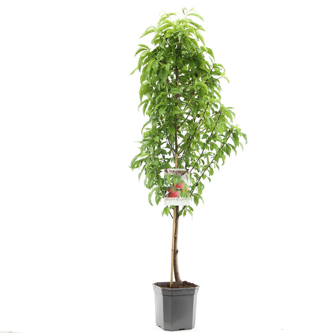 خوخ كعب الغزال احمر