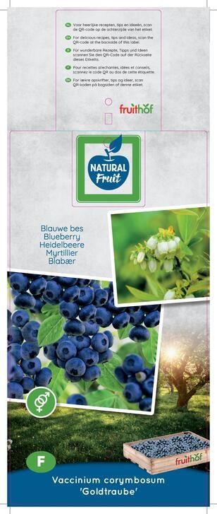 بلوبيري Goldtraube Blauwe bes