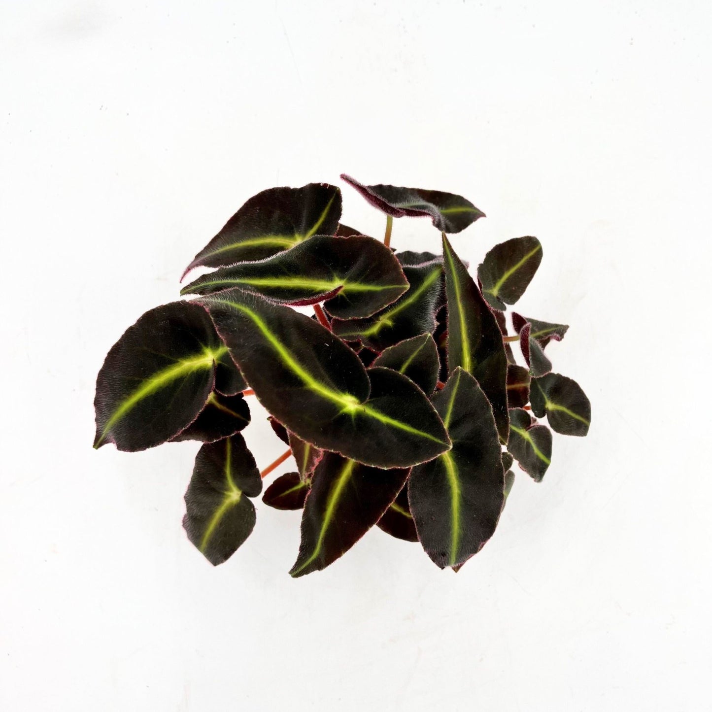 Special Begonia Listada حبة بقونيا