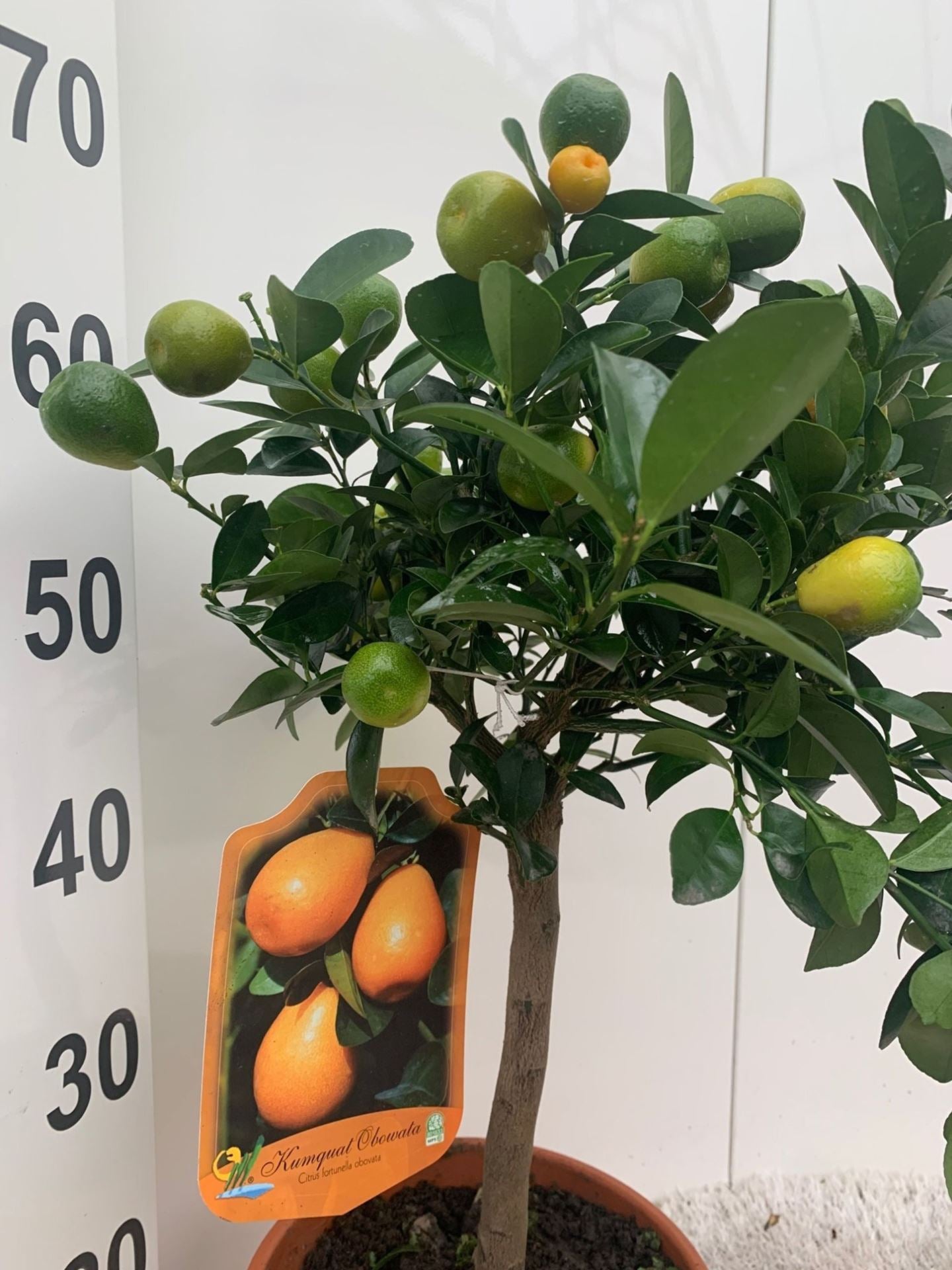 كيموكوات غزير