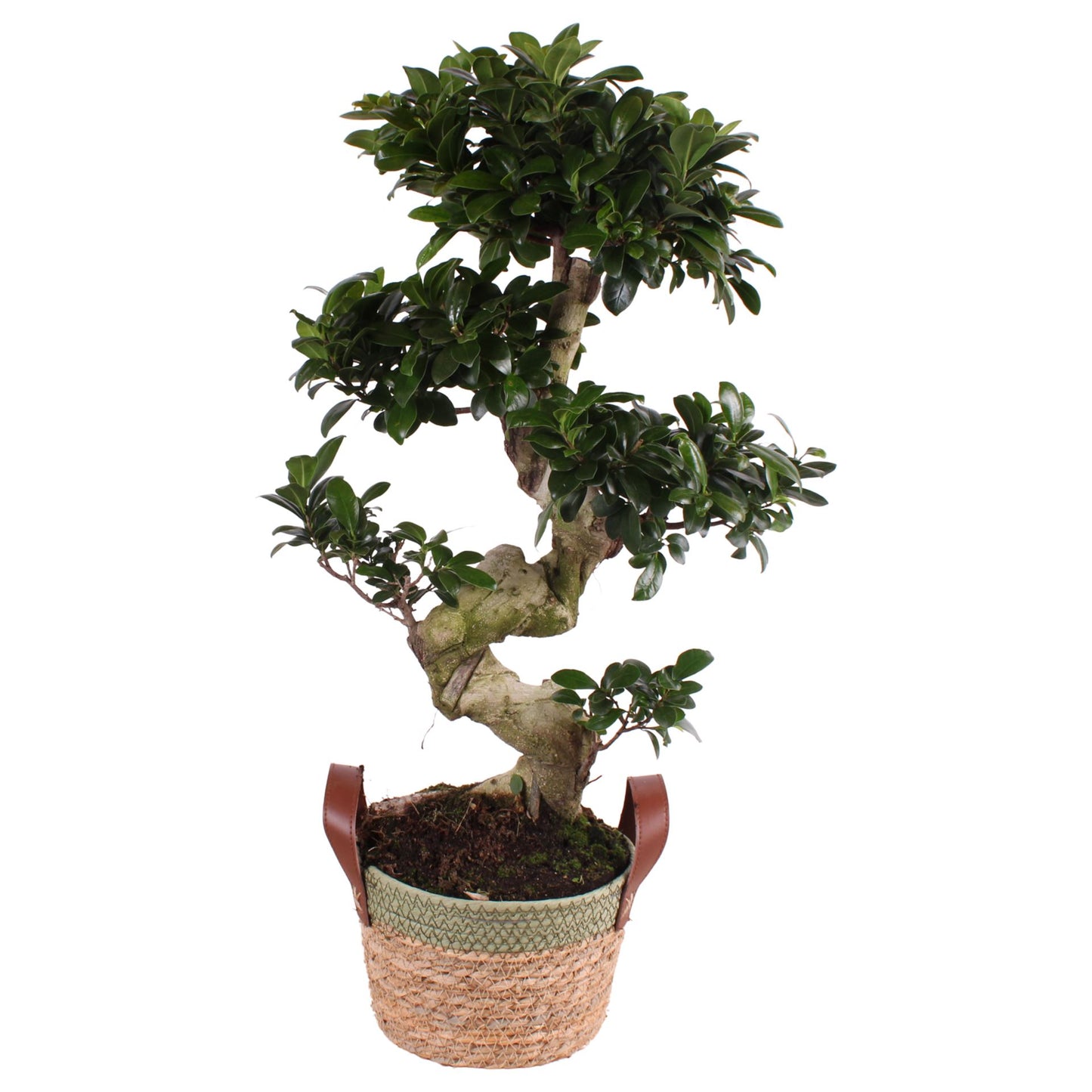 Ficus m. Ginseng S-Shape ø22cm in ø23cm Exotic Vibes Nº365