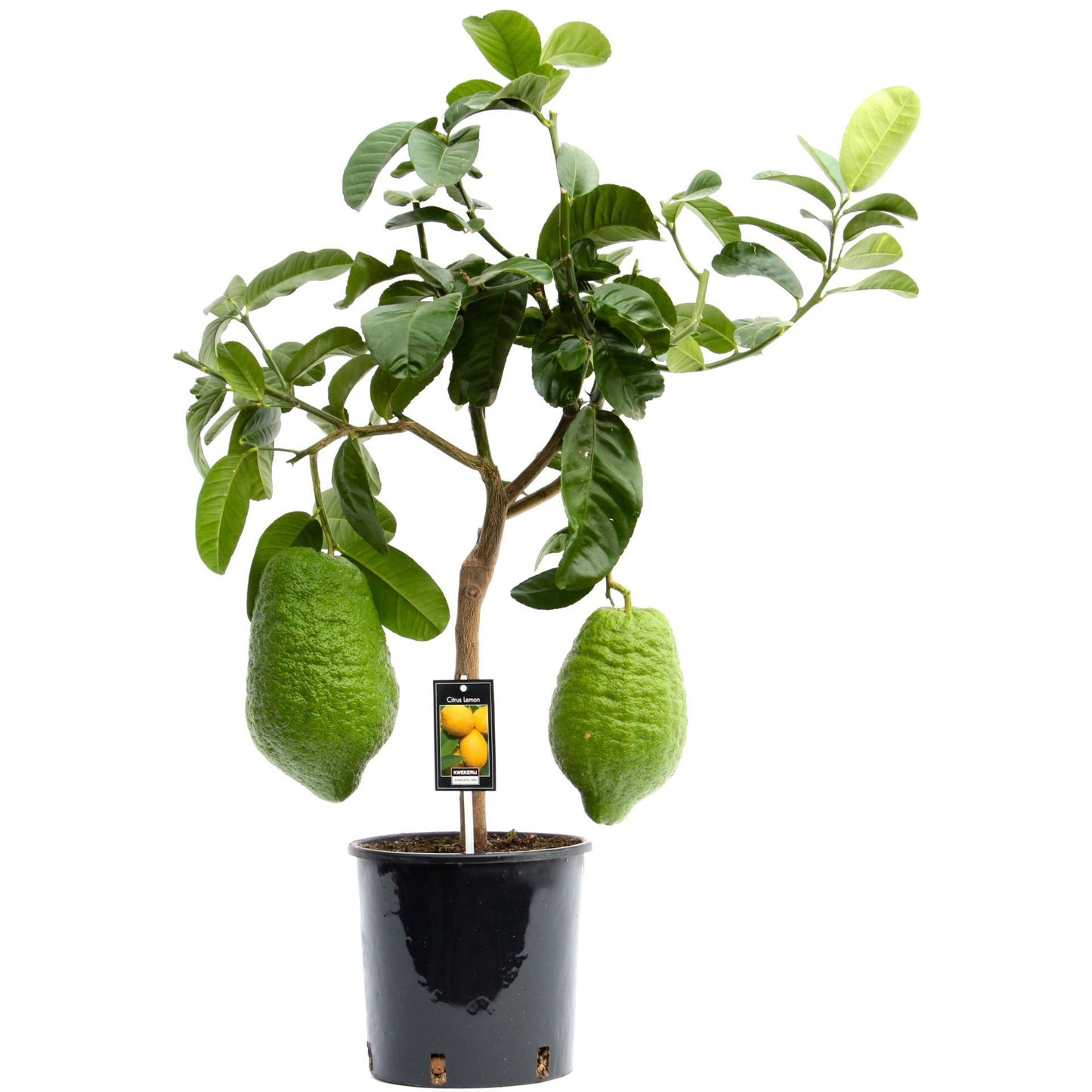 Citrus Maxima ليمون مكسيما