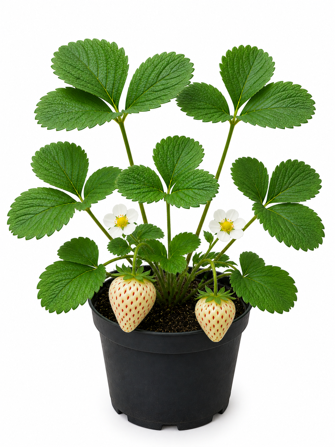 فراولة بيضاء pineberry حوض