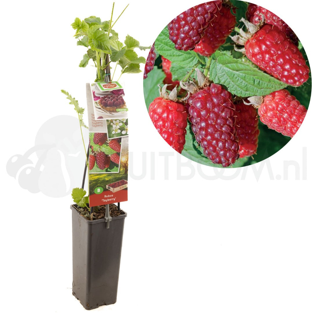 توت tayberry كبار