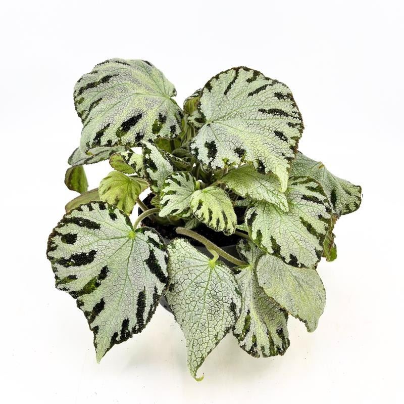 BEGONIA REX-HYBRID