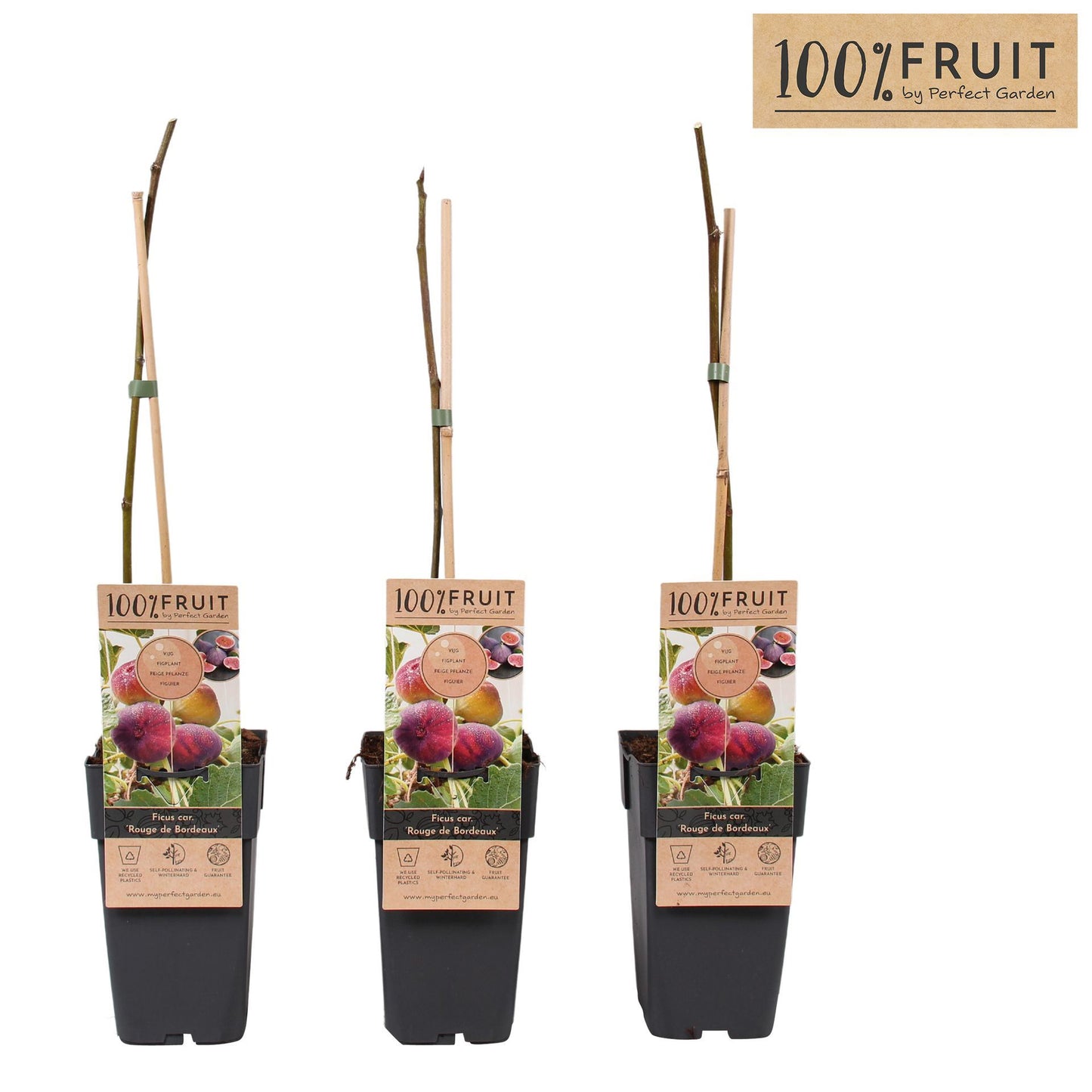 Ficus Rouge de Bordeaux تين حبة وحده - برتقالي من الداخل -