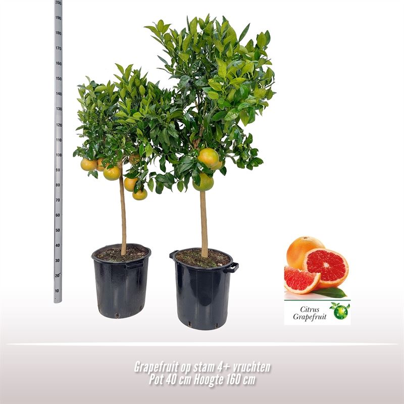 جريب فروت Citrus paradisi Grapefruit 1m