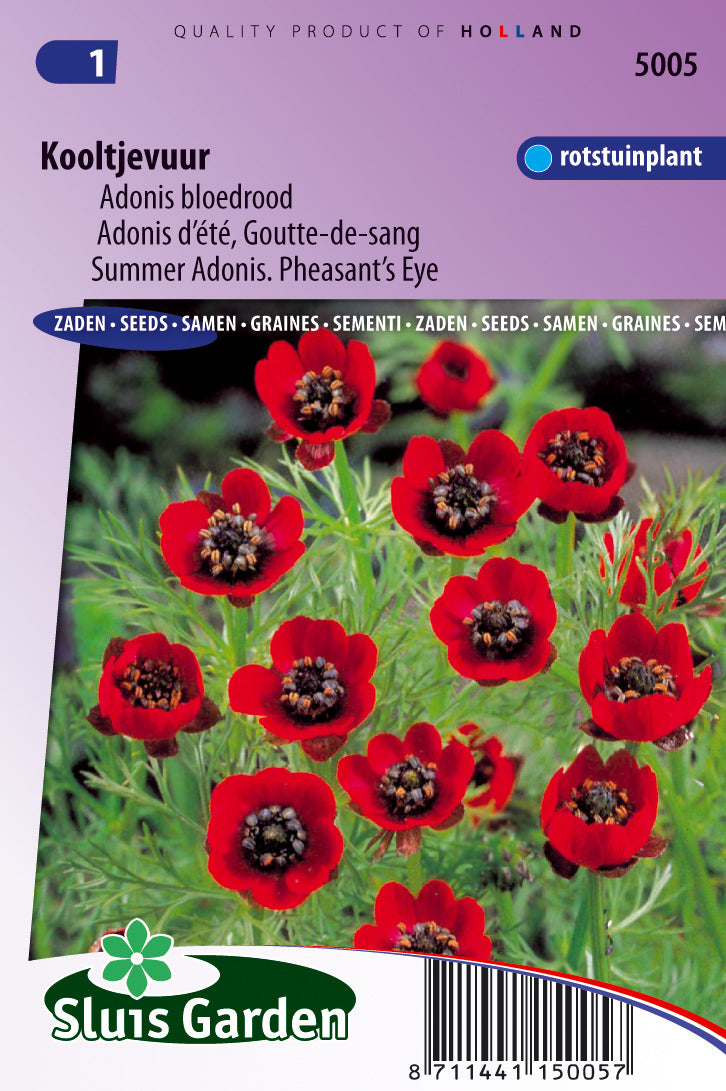 Adonis aestivates Deep red
