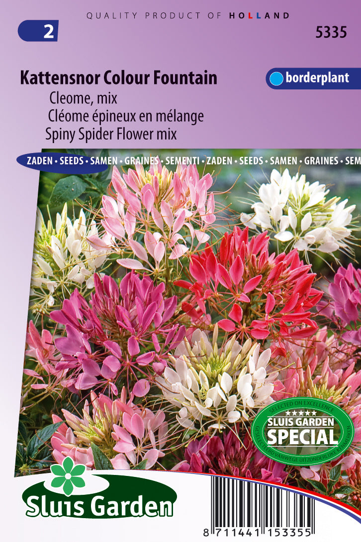 Cleome spinosa Coulour Fountain mix