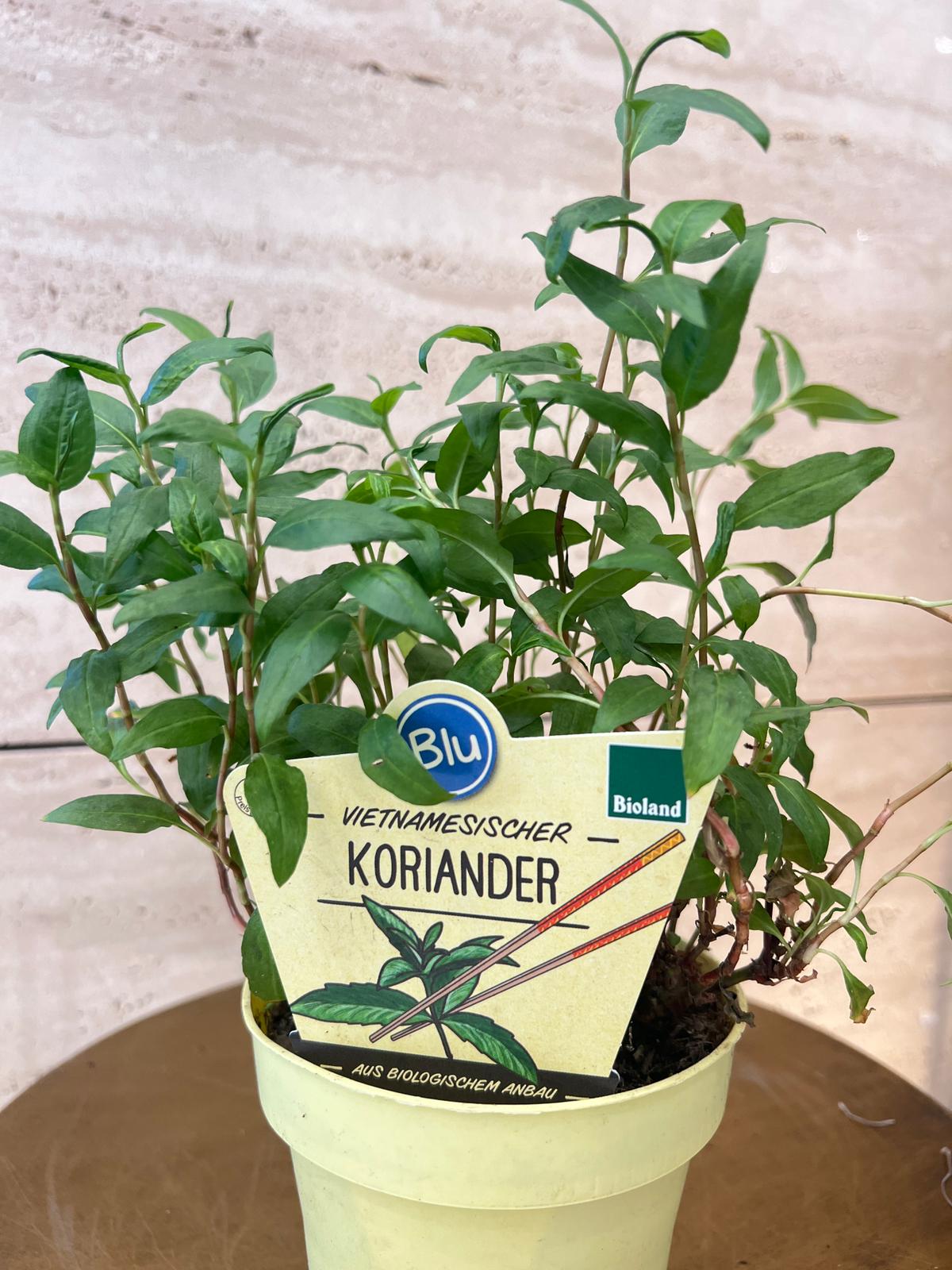 Coriandrum sativum نعناع الكزبرة