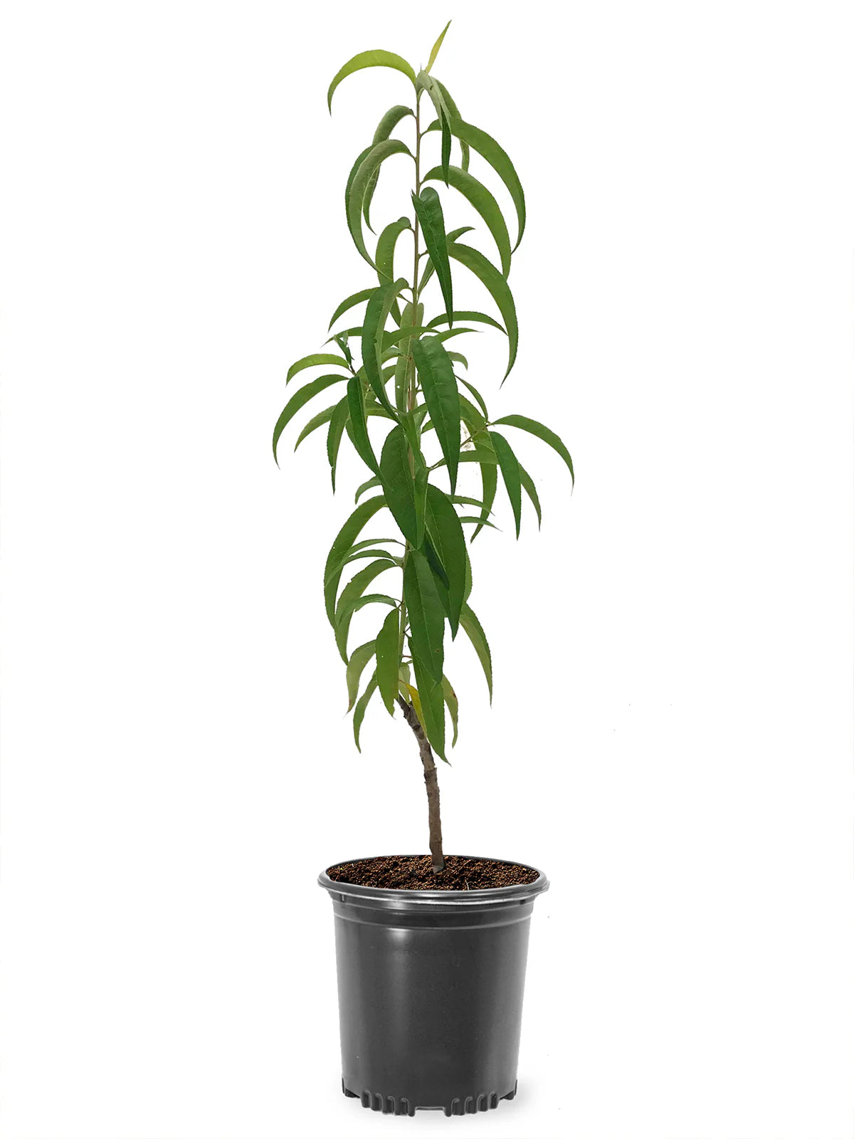 خوخ اصفر