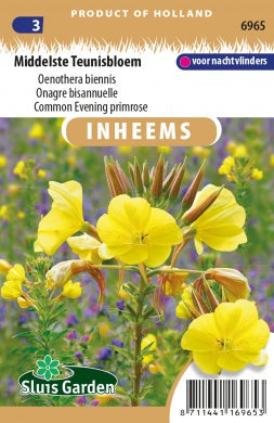 Oenothera bien. Common evening primrose