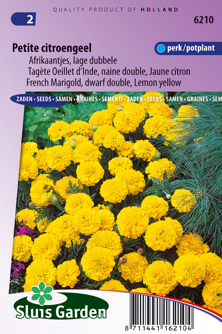 Tagetes patula nana petite Yellow