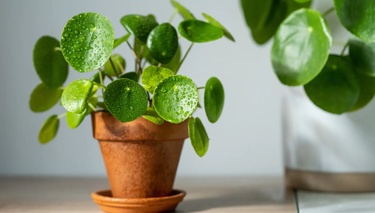Pilea peperomoides