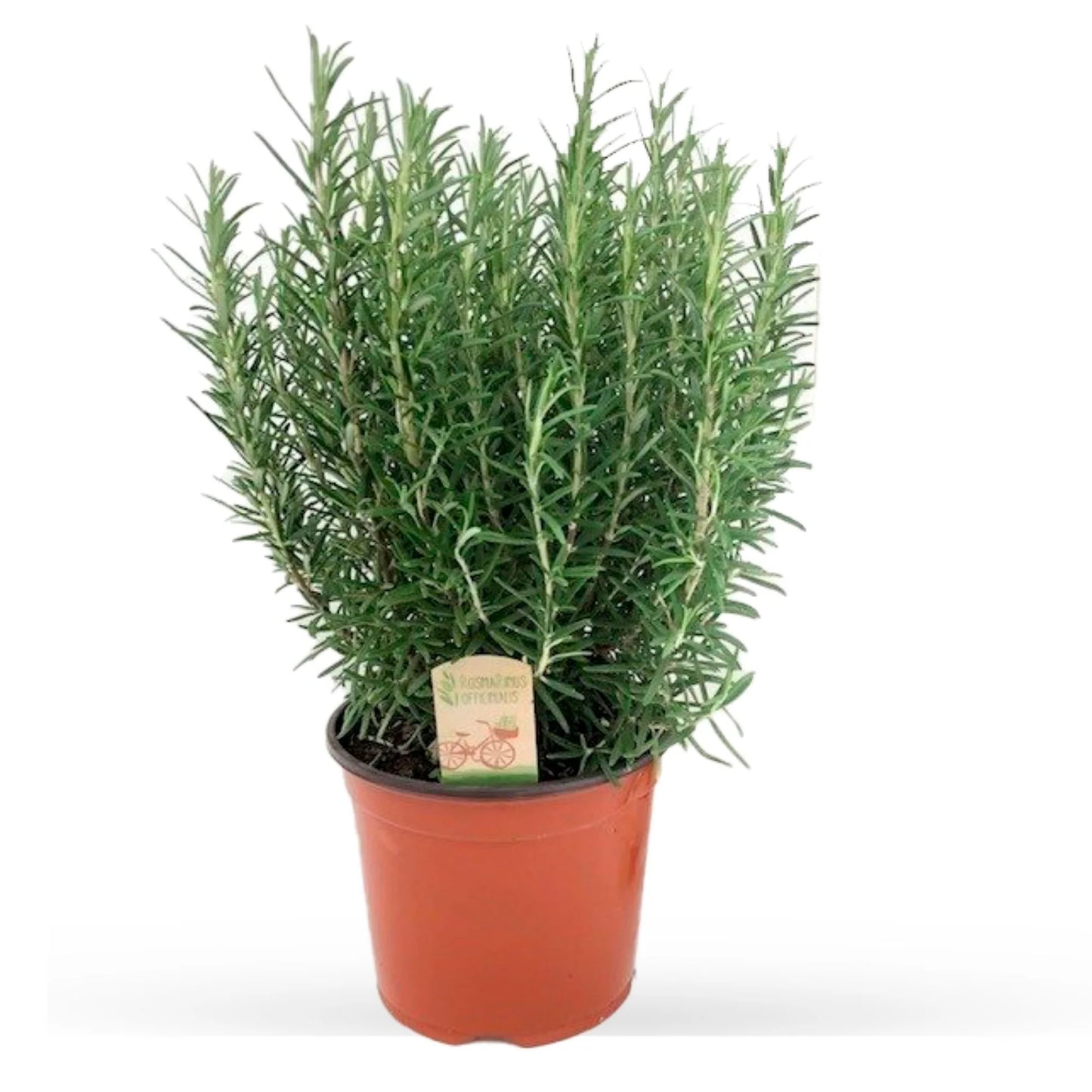 اكليل الجبل - روزماري -