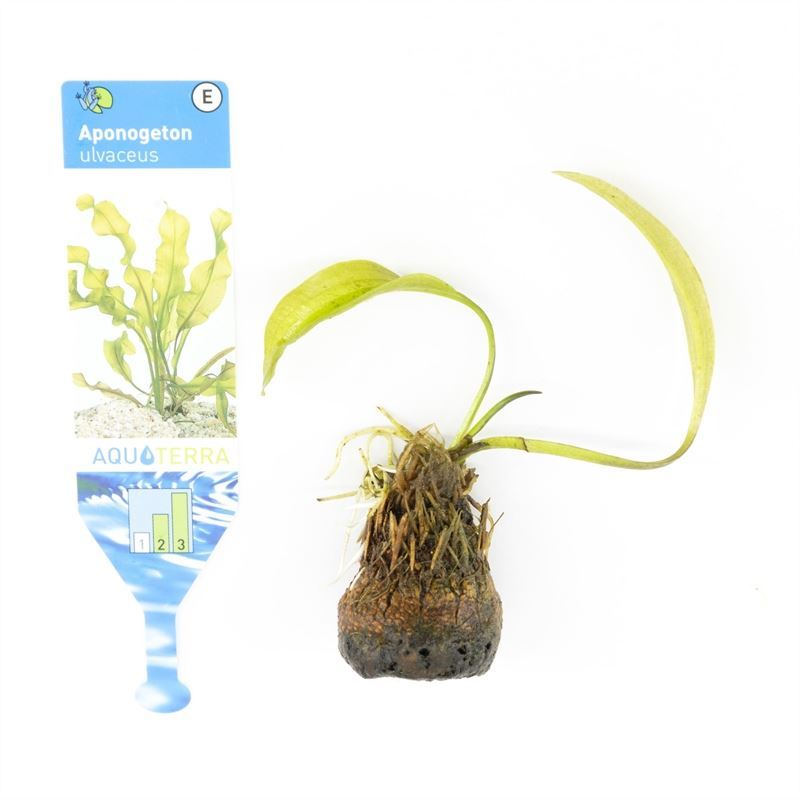 Aponogeton ulvaceus (Los)