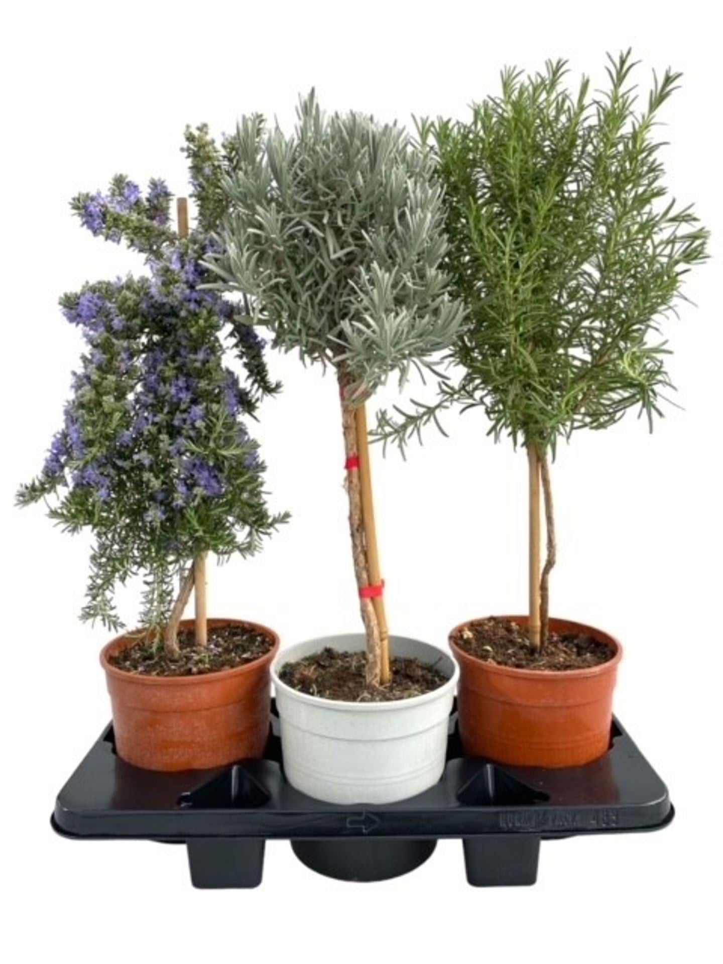 اعشاب كبيرة لافند او روزماري herbs mixed "OP STAM"