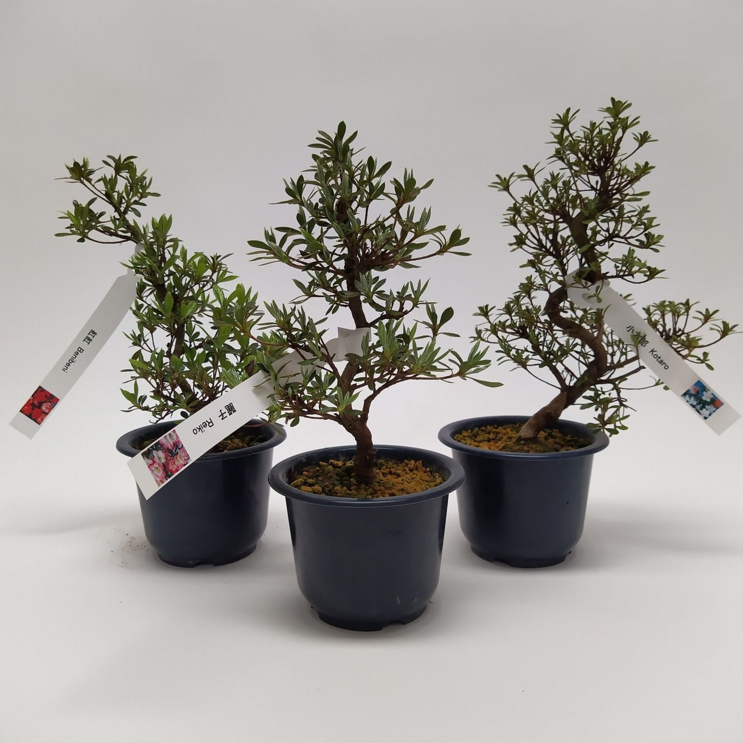 Bonsai mixed Japanse Satsuki بونزاي ازاليا