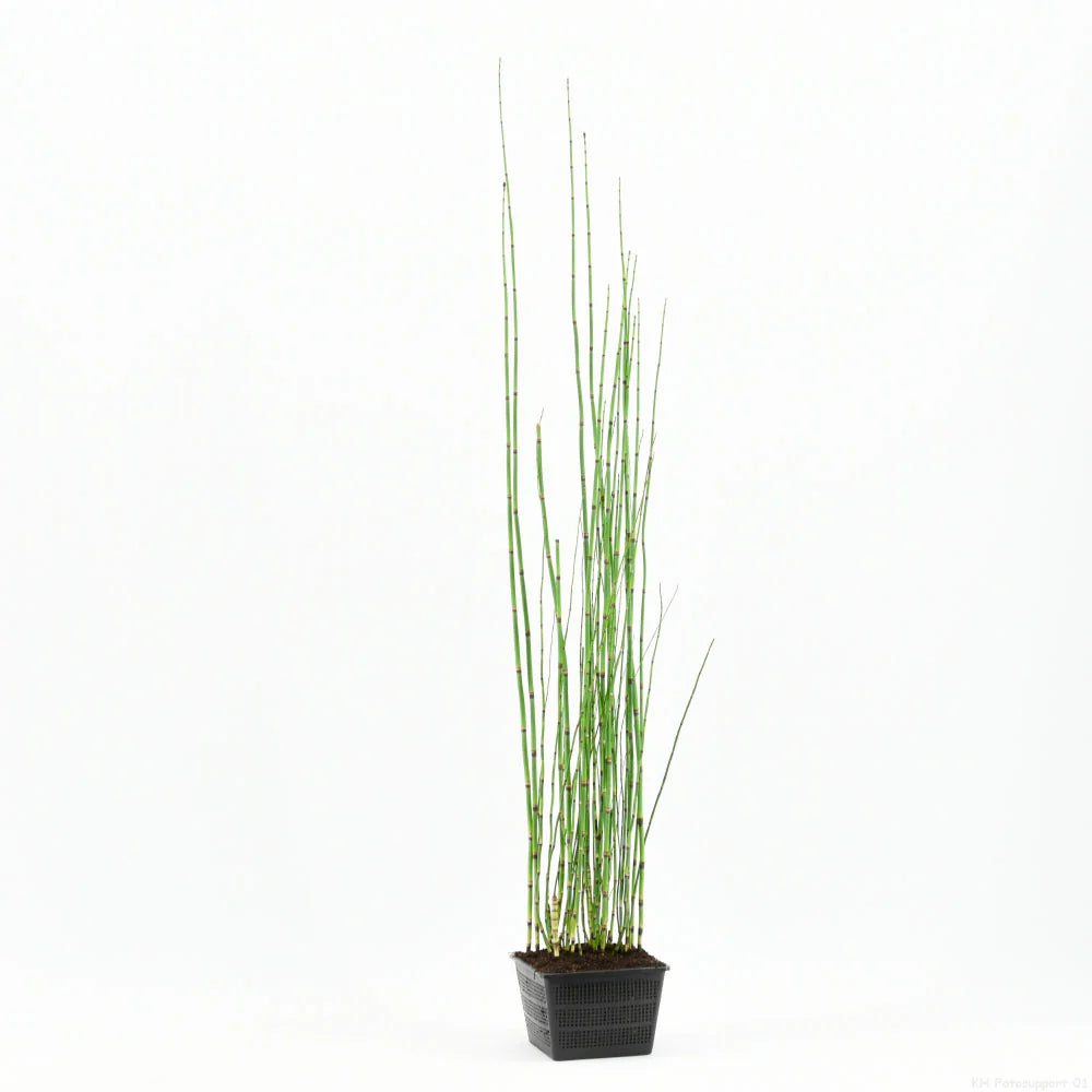 Equisetum japonicum بامبو مائي