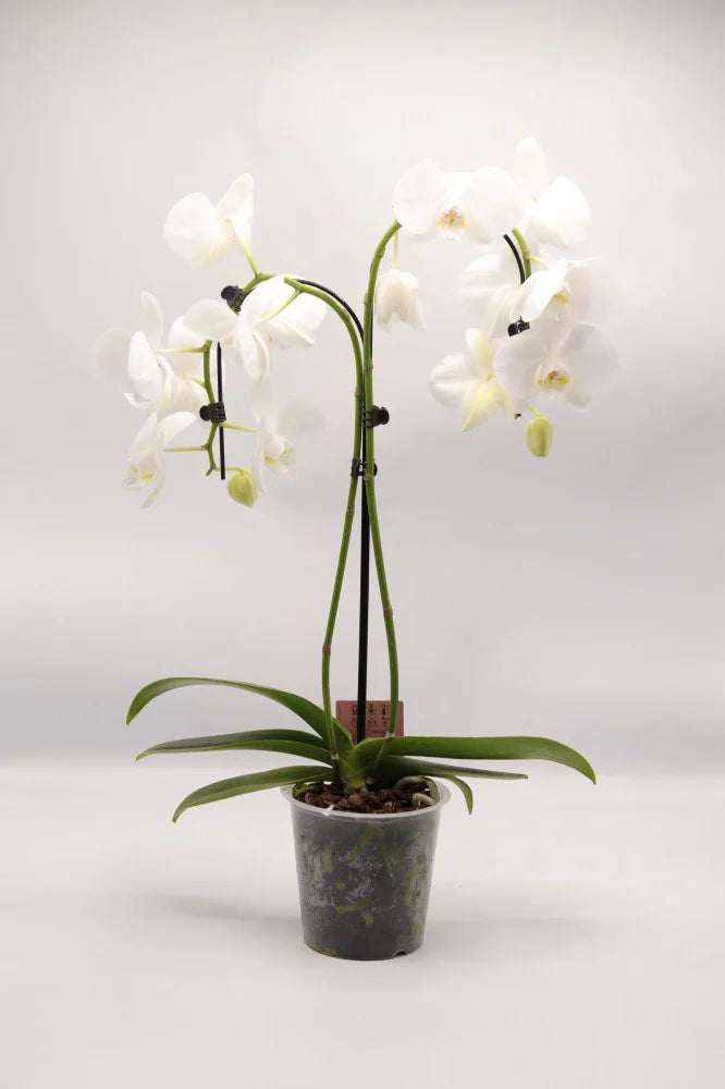 اوركيد ثلاث سيقان