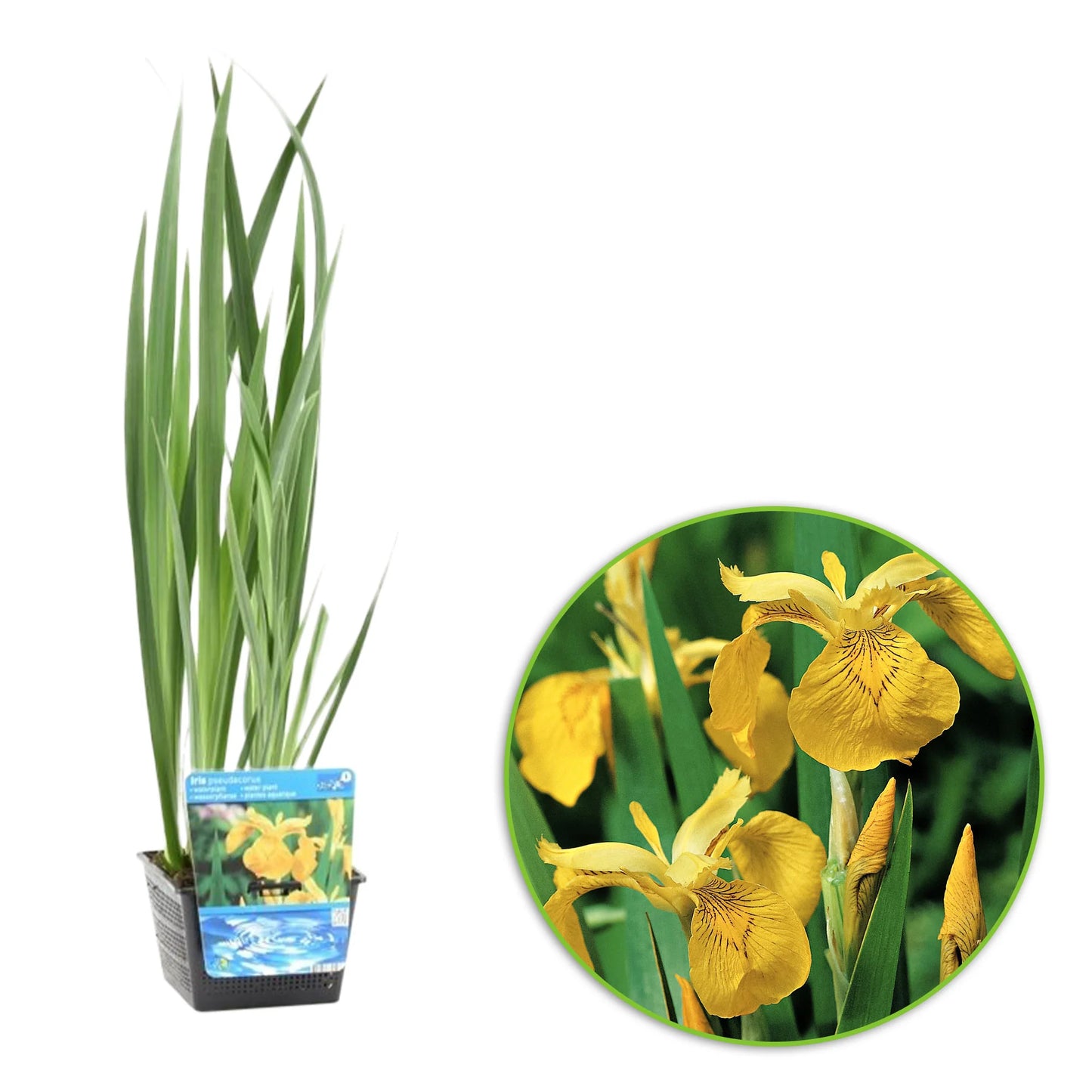 Iris pseudacorus (25x25)