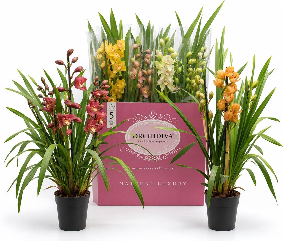 Cymbidium حبة وحدة