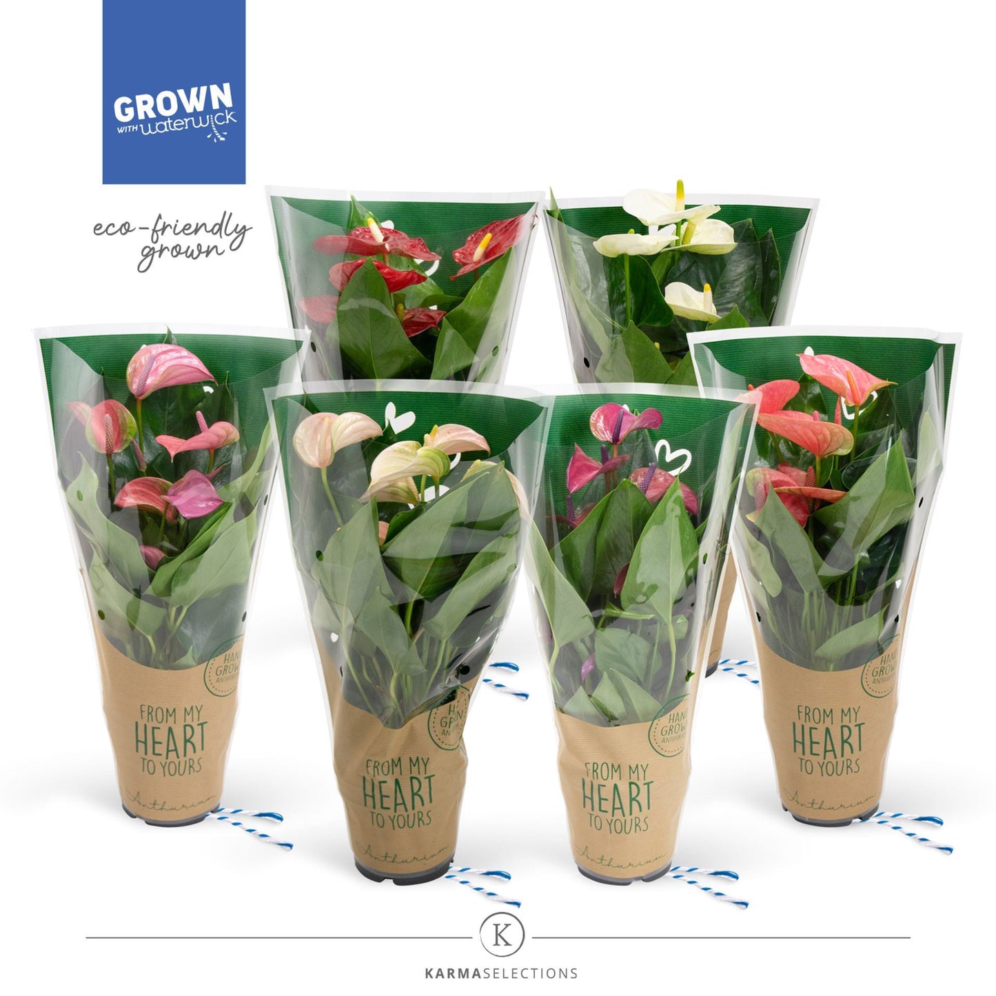 حبة وحده انتوريوم الوان