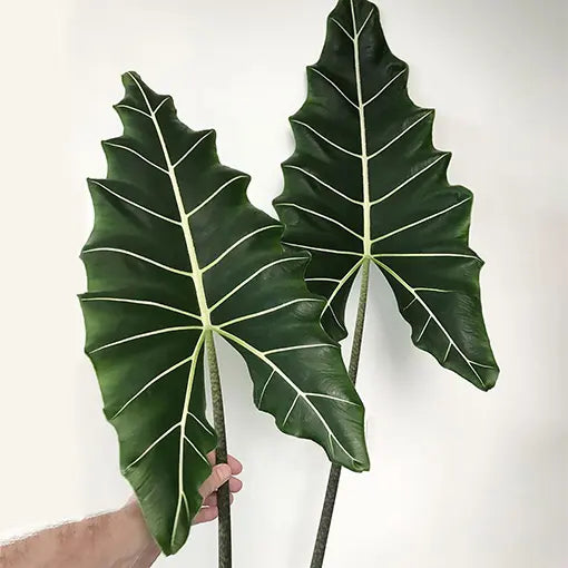 Alocasia wentii