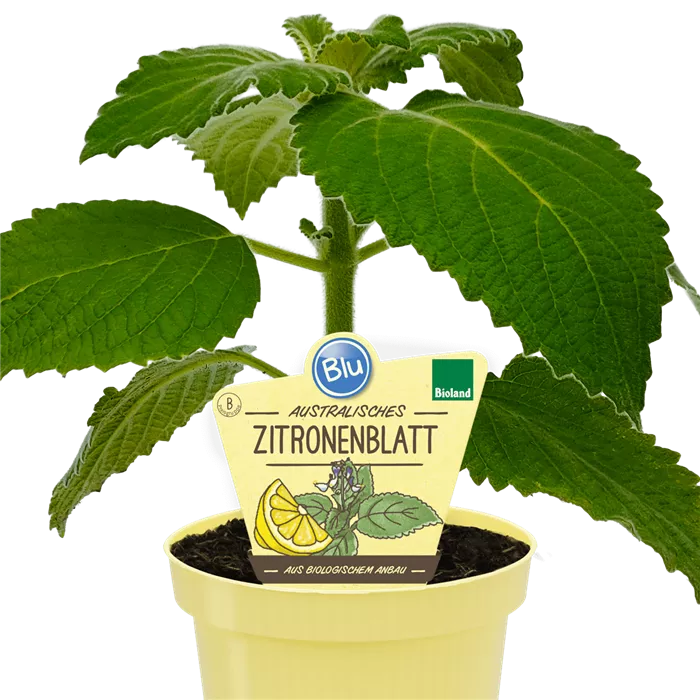 Lippia citriodora عشبة الليمون الاسترالية