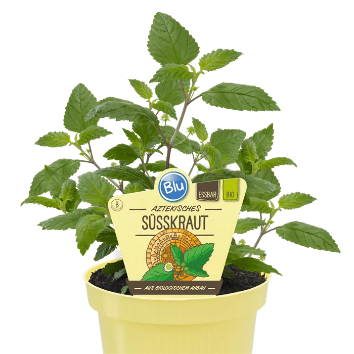 Lactuca sativa عشبة الازتك