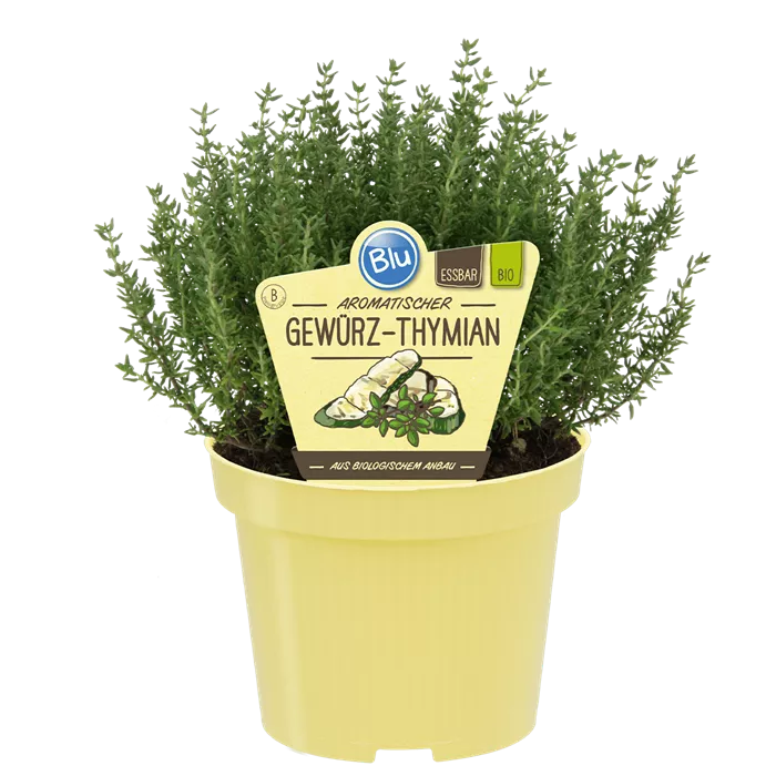 Thymus vulgaris compactus زعتر