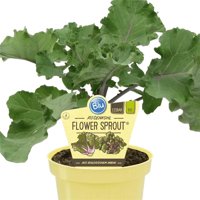 Brassica oleacea كيل