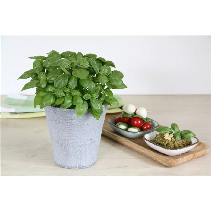 ريحان الجنوي الإيطالي