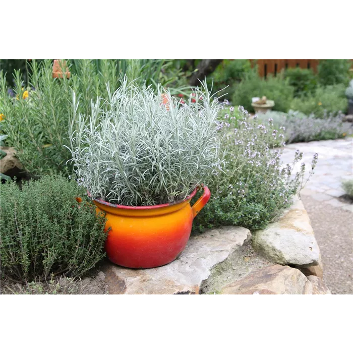 Helichrysum italicum كاري
