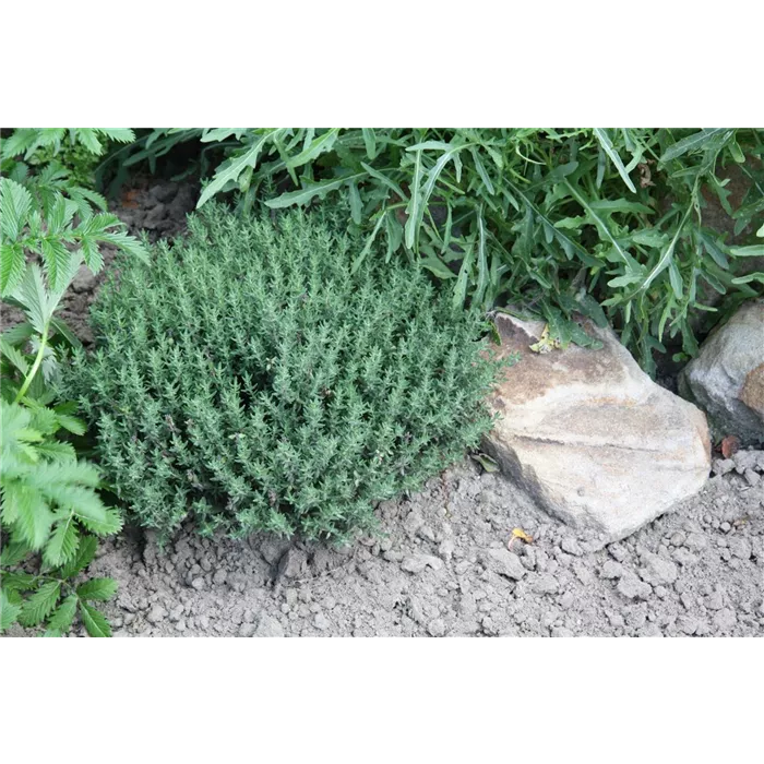 Thymus vulgaris-زعتر عادي