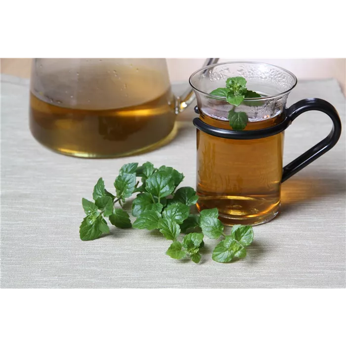 نعناع الهندي الحار