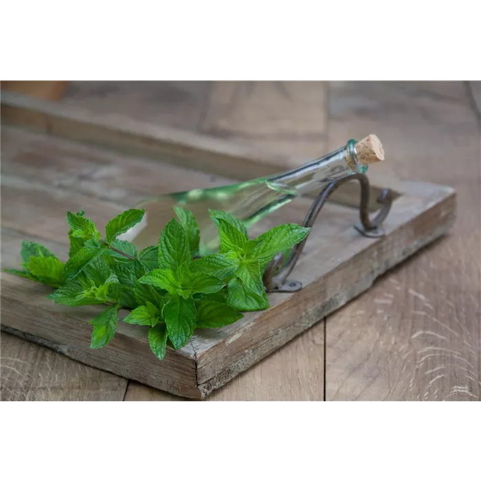 نعناع الطبي الياباني