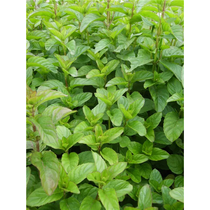 نعناع افندي المندرين